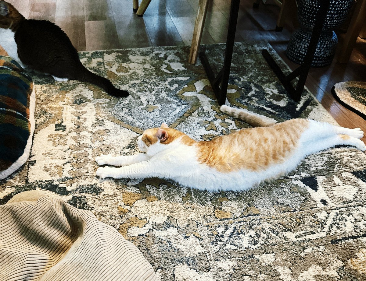 サコ (@sacoeco) / Posts / X