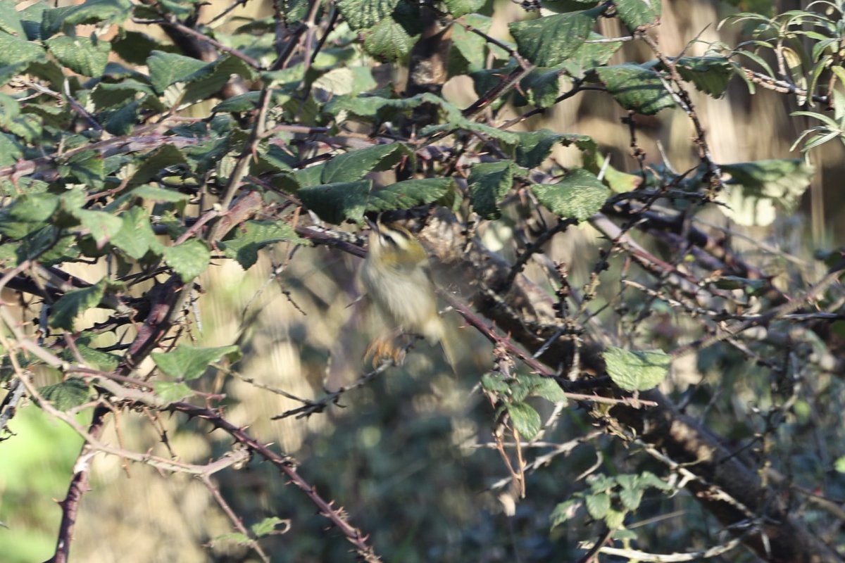 Really pleased to find a firecrest this morning  at Holme , it didn’t stay still for long enough to get a decent photo