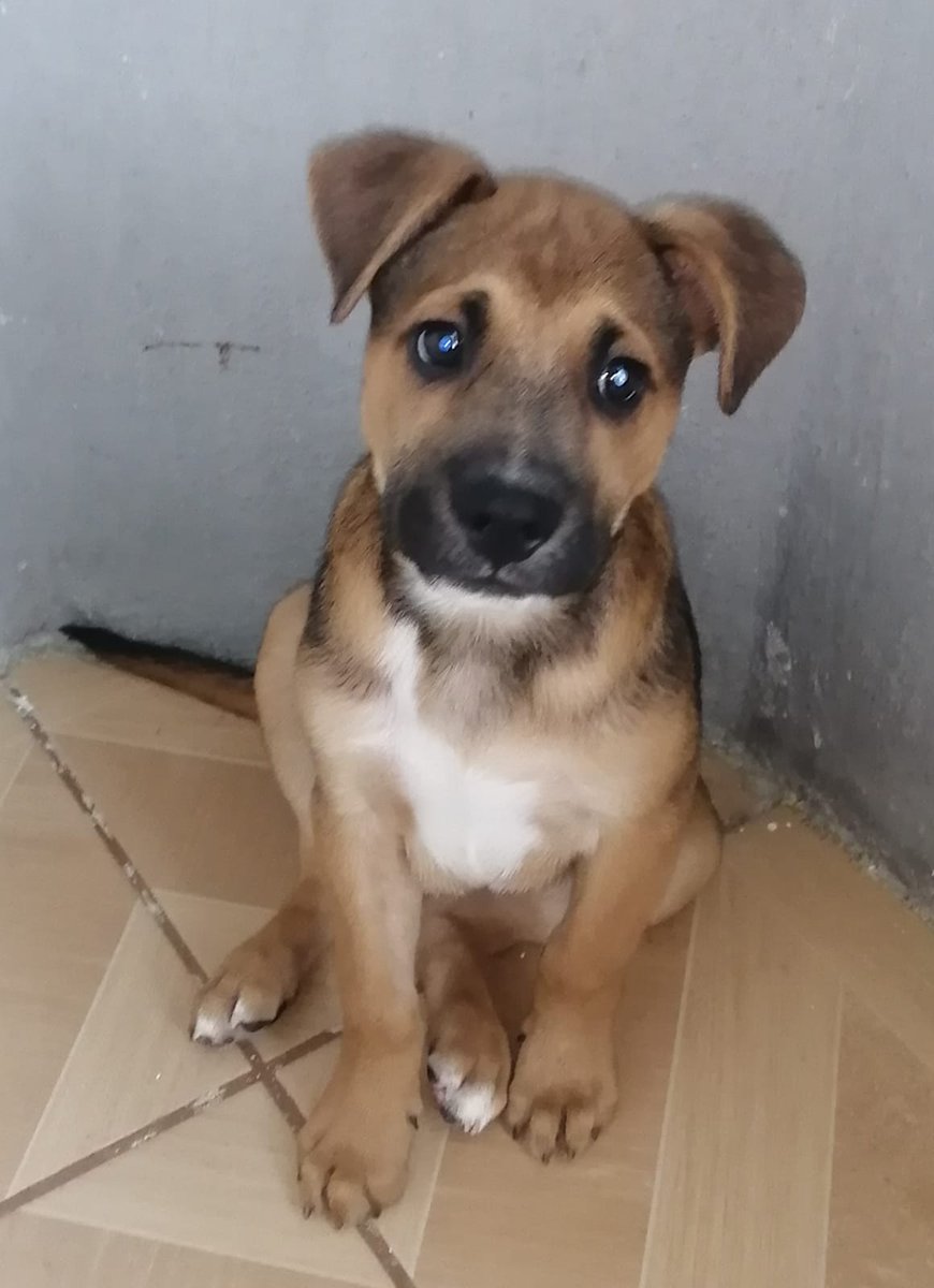 Soy tan solo un cachorrito 🐕 a quien le fascina perseguirte y que le alimentes , seré talla grande así como grande será mi Amor y lealtad hacia ti  , búscame pronto porfavor No permitas que mi juventud se consuma en una jaula 😔
CDMX