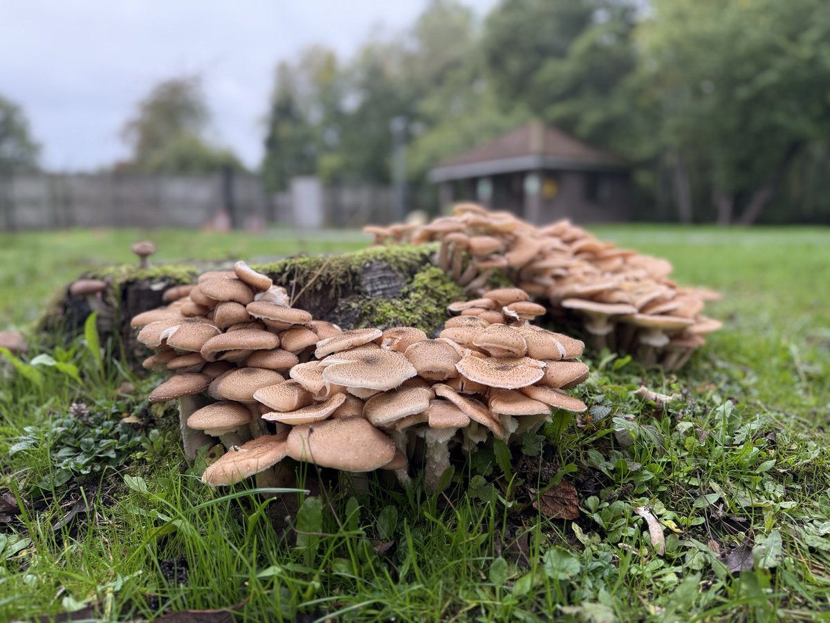 An absolute delight to work with pupils across a few schools that make up the ambition hub at the Skylark Nature reserve. 
Nature connection 
Nature restoration - they helped restore a pathway
Nature play 
And they made a fire to make some well earned hot chocolate