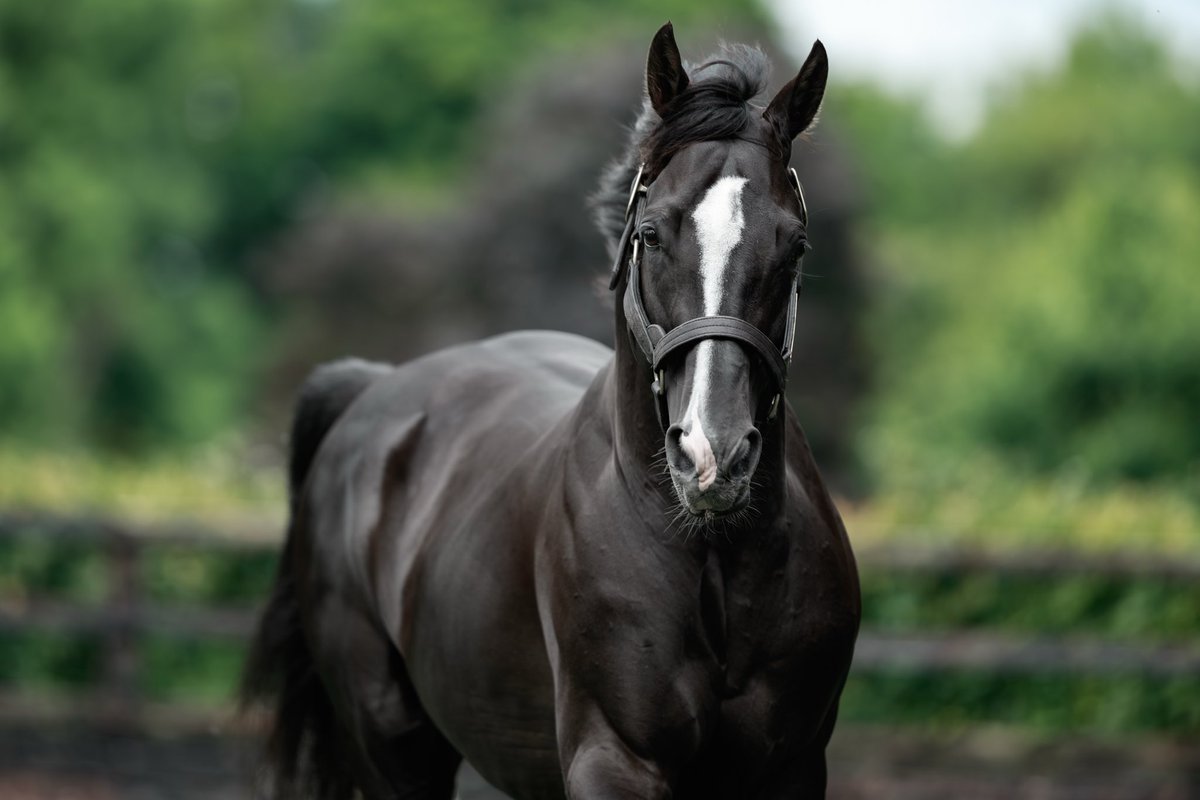 ちくわ (@58fJVg58ez7lNTh) / Posts / X