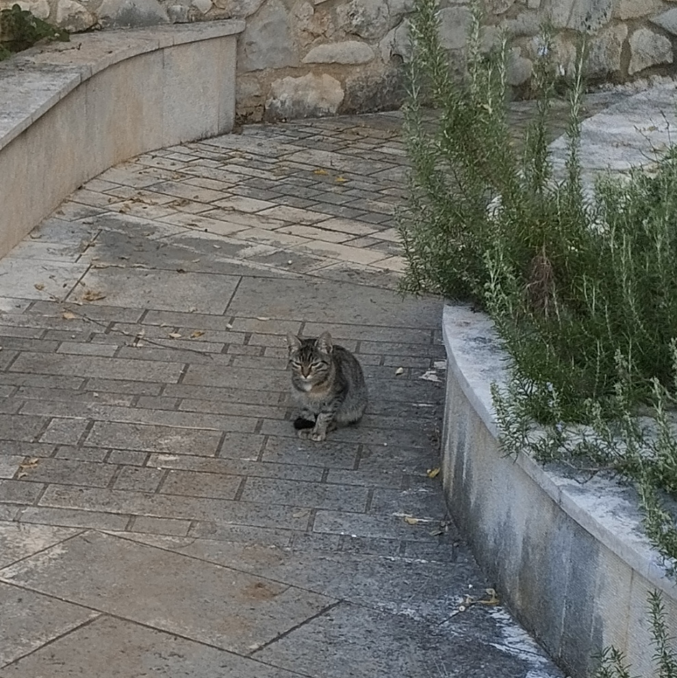 NatStepic's tweet image. #HedgewatchForDotty from barn kitten
