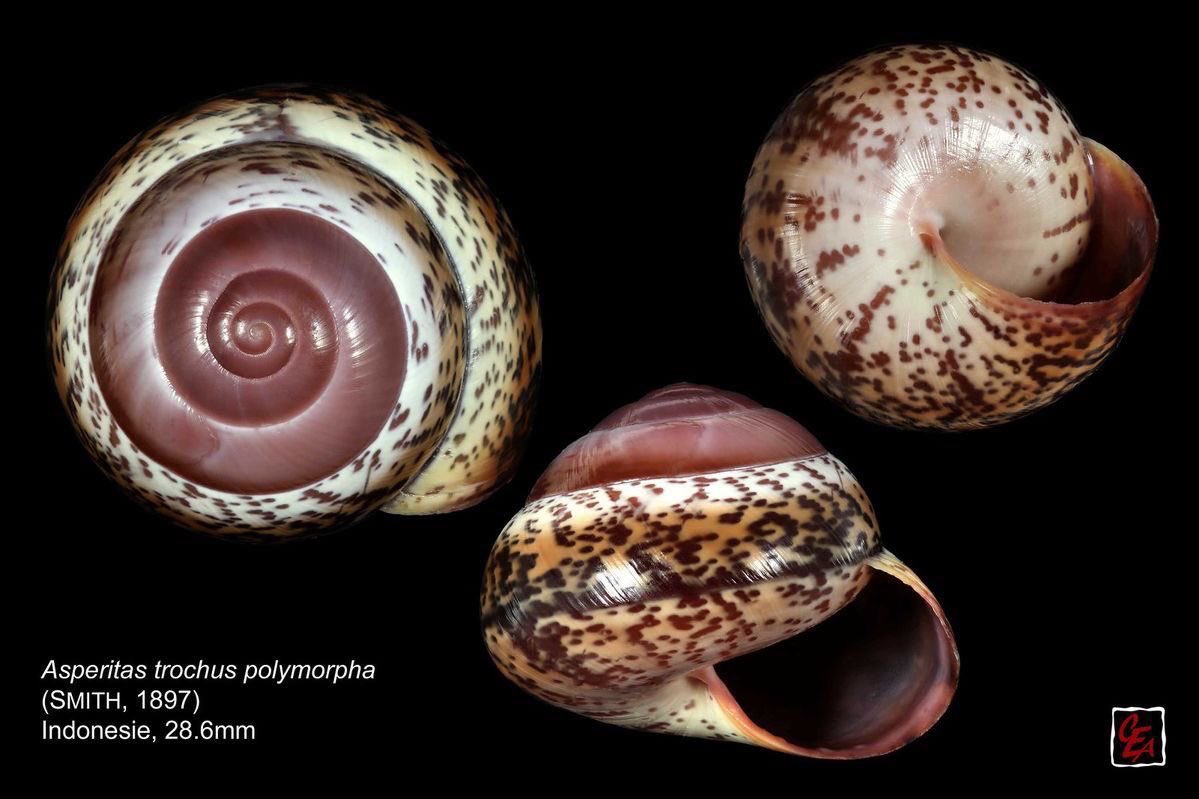 twilightstardew's tweet image. 