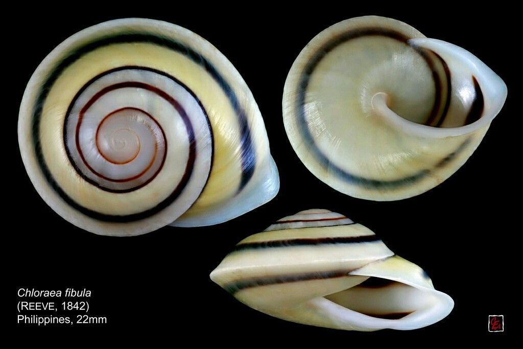 twilightstardew's tweet image. 