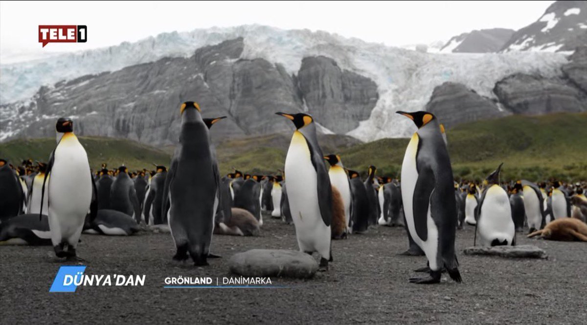 Tele1’e kayyum atanmasının ardından ekrana gelen ilk yayın “Penguen belgeseli” oldu.