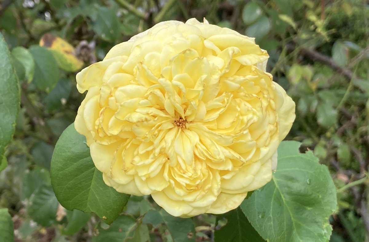 ryu ryu 3❌No DMs please🐯🍥🍚😋🎹🎸 fx