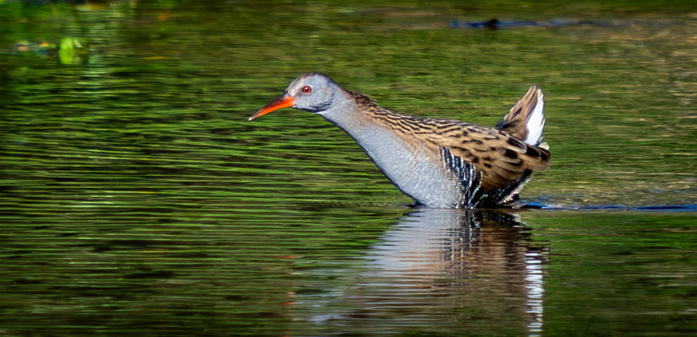 Allan Burrows tweet media