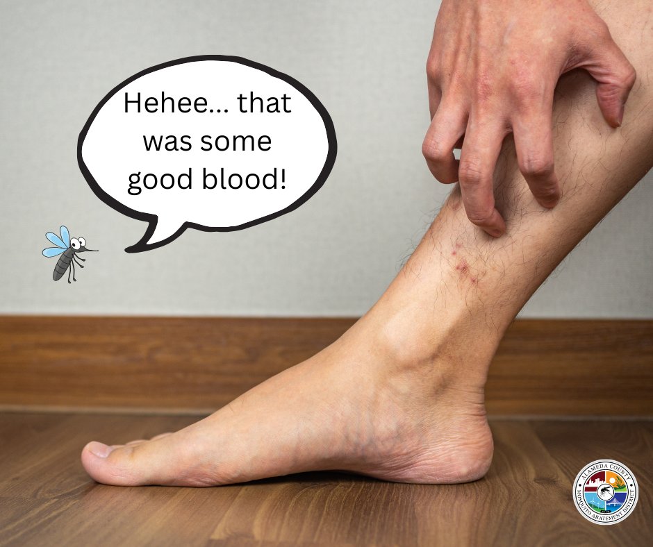 It's late October and unfortunately some tiny vampires (AKA mosquitoes) are still around. If you are getting mosquito bites on your ankles, especially in the Tri Valley area where we have found many invasive Aedes aegypti mosquitoes, please reach out to our team at 510-783-7744.