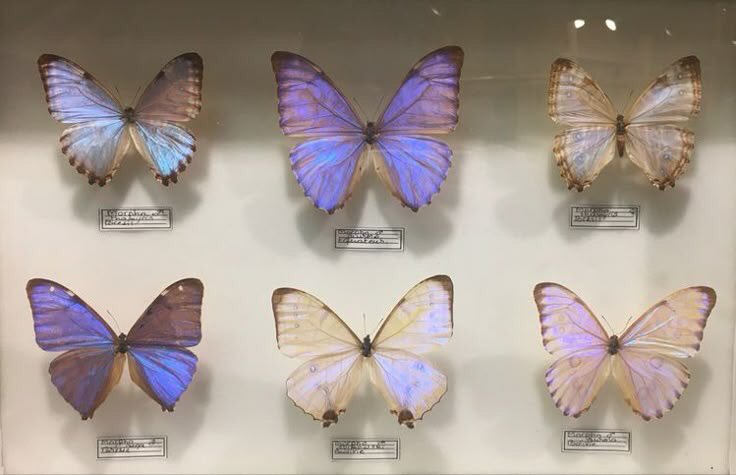 what’s your favorite butterfly?