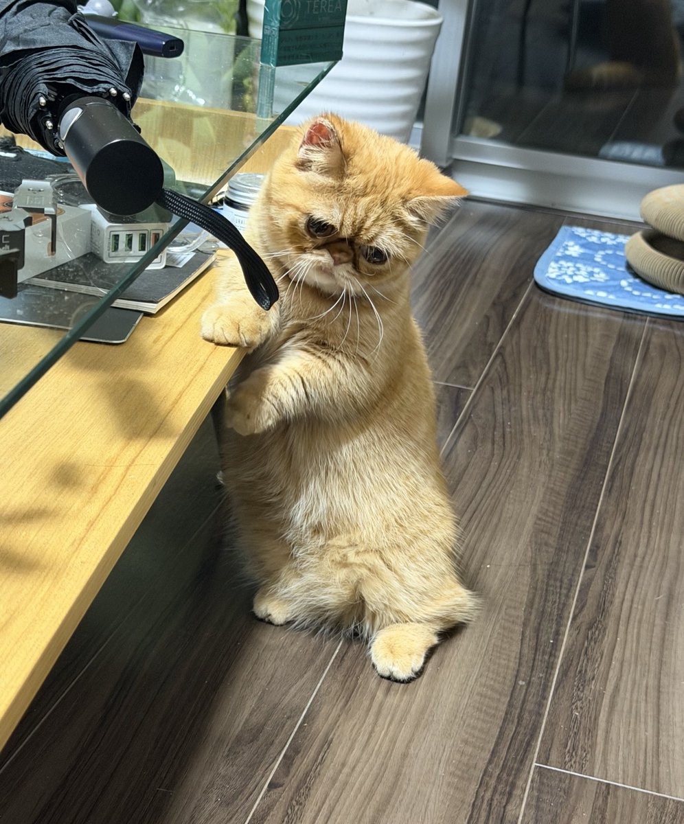 うちのネコモドキは最近表情豊か