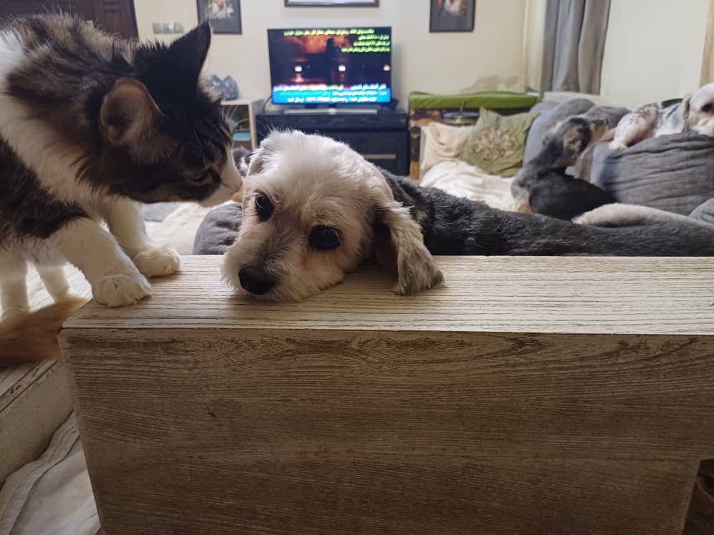 #میشا ۱۸ سالشه، مهربونِ #بهشت_شیرین. عدسی هم مثل سایه همیشه کنارش می‌مونه، بو می‌کشه، صداش می‌کنه، و با هم به زبون خودشون حرف می‌زنن…
روحِِ آرامشن توی این خونه
اگر تونستید، با هر سهم کوچیکی کمک کنید تا بتونم هزینه داروهای قلبی و کبدی میشا تامین کنم سپاسگزارم 
#حمایت_از_حیوانات