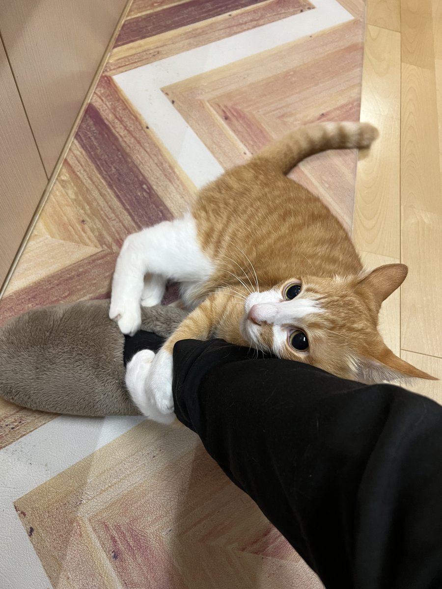 Cat Posts Rack Up 1.9 Million Engagements on X in Late Oc...