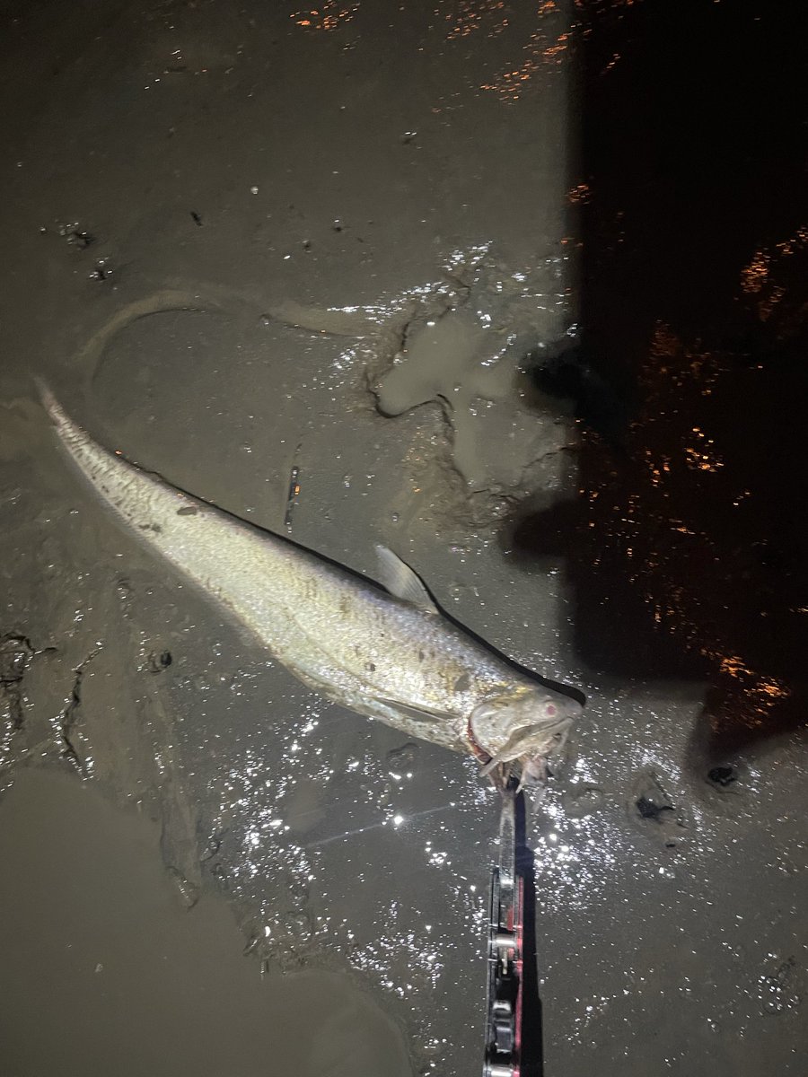 パボ@シーバス！？釣り垢 tweet media