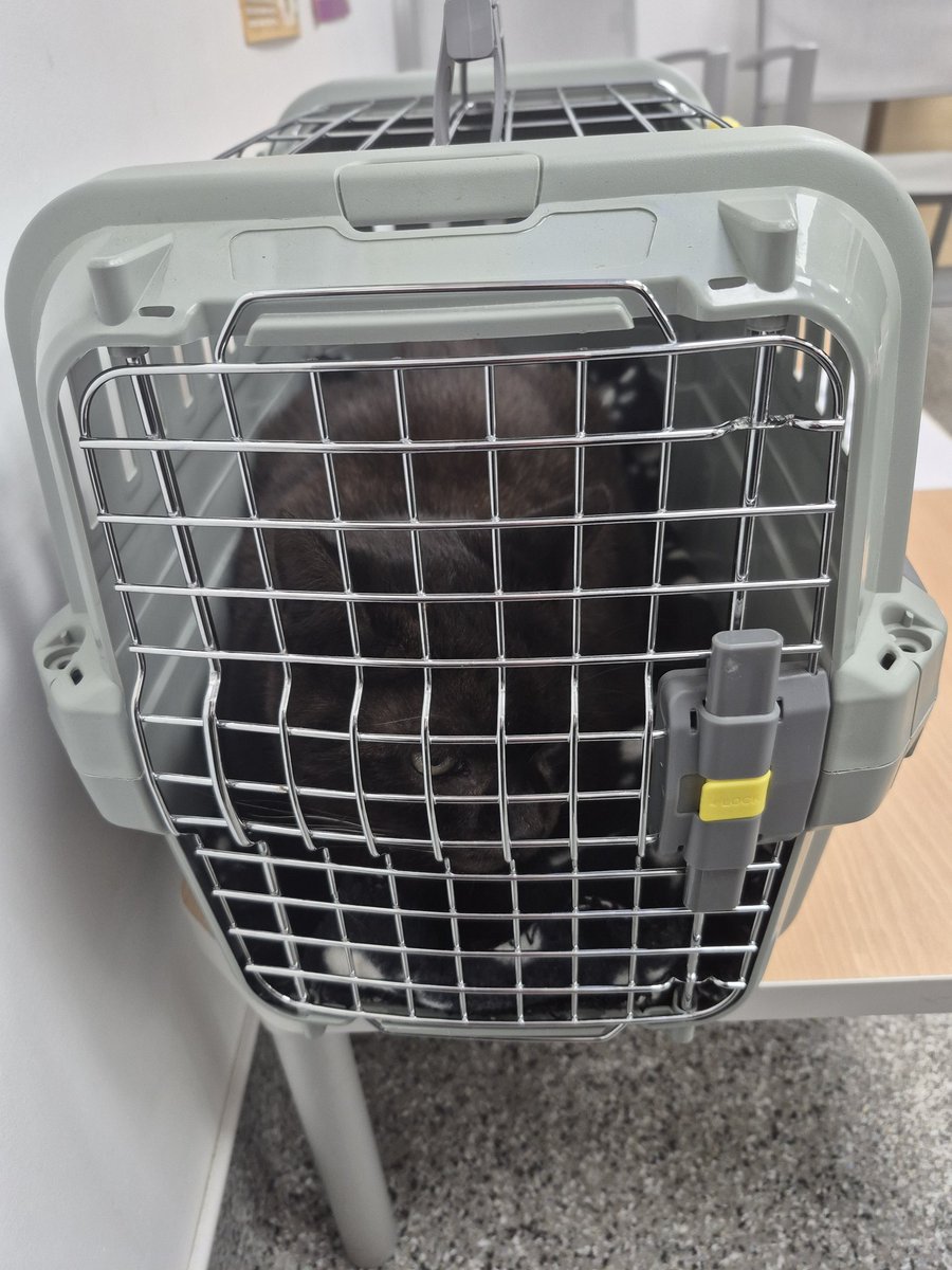 They took me to the VET! Luckily it was Tom, the lovely vet who looked after Cadwell. Quick check of my teeth &amp; I have mouthwash to put in my water, plus a look at a lump on my neck which is probably just a sebaceous cyst. I might forgive mum &amp; dad if I get extra treats 🙀Oulton
