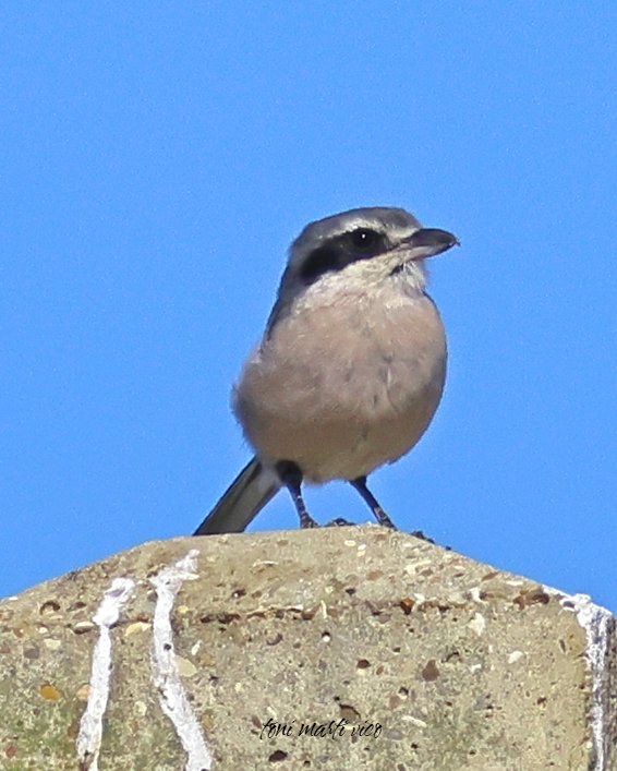 Foto testimonial d'un Botxí al Delta de l'Ebre

Curiós l'antifaç

#botxí #alcaudónreal #laniusmeridionalis #iberiangreyshrike