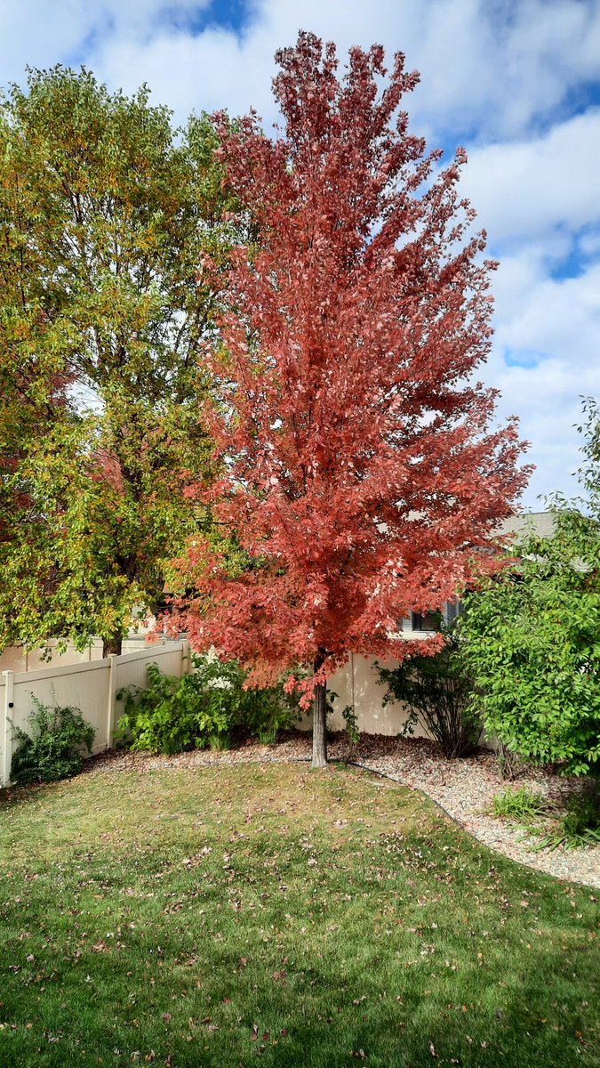Rubybeets's tweet image. Our backyard #Maple is looking good today and she knows it