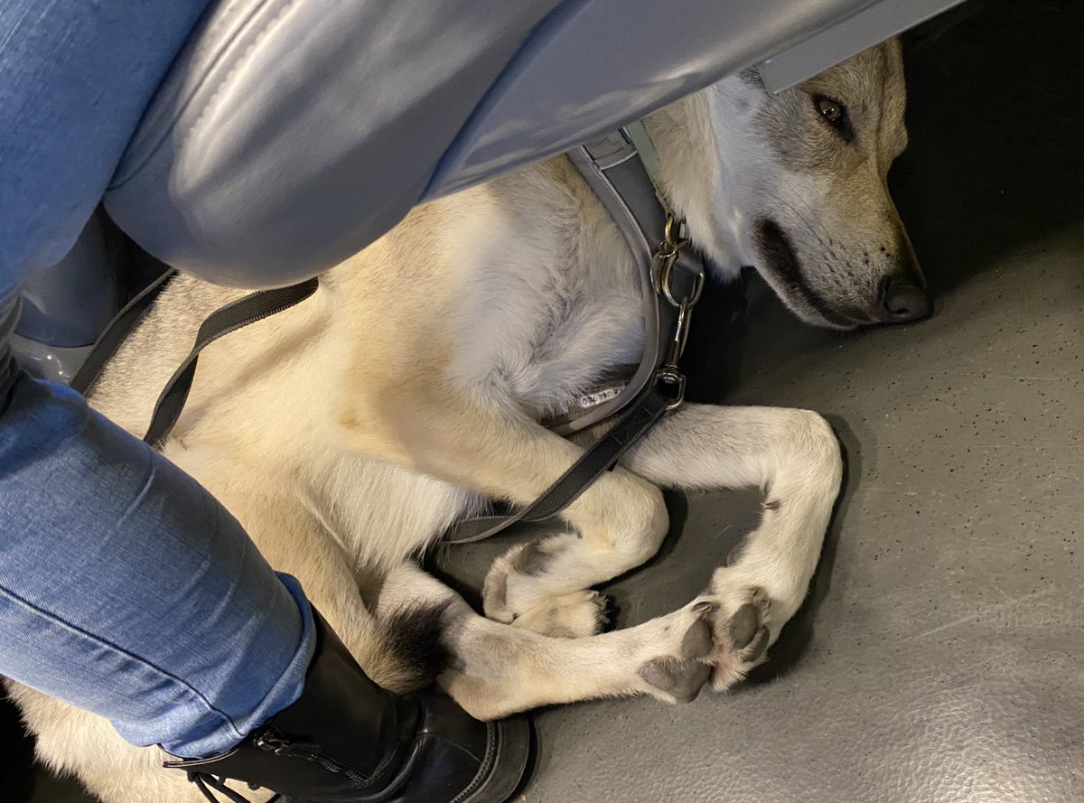 寝てばかりのカヤ𓃦in🇨🇭 on X