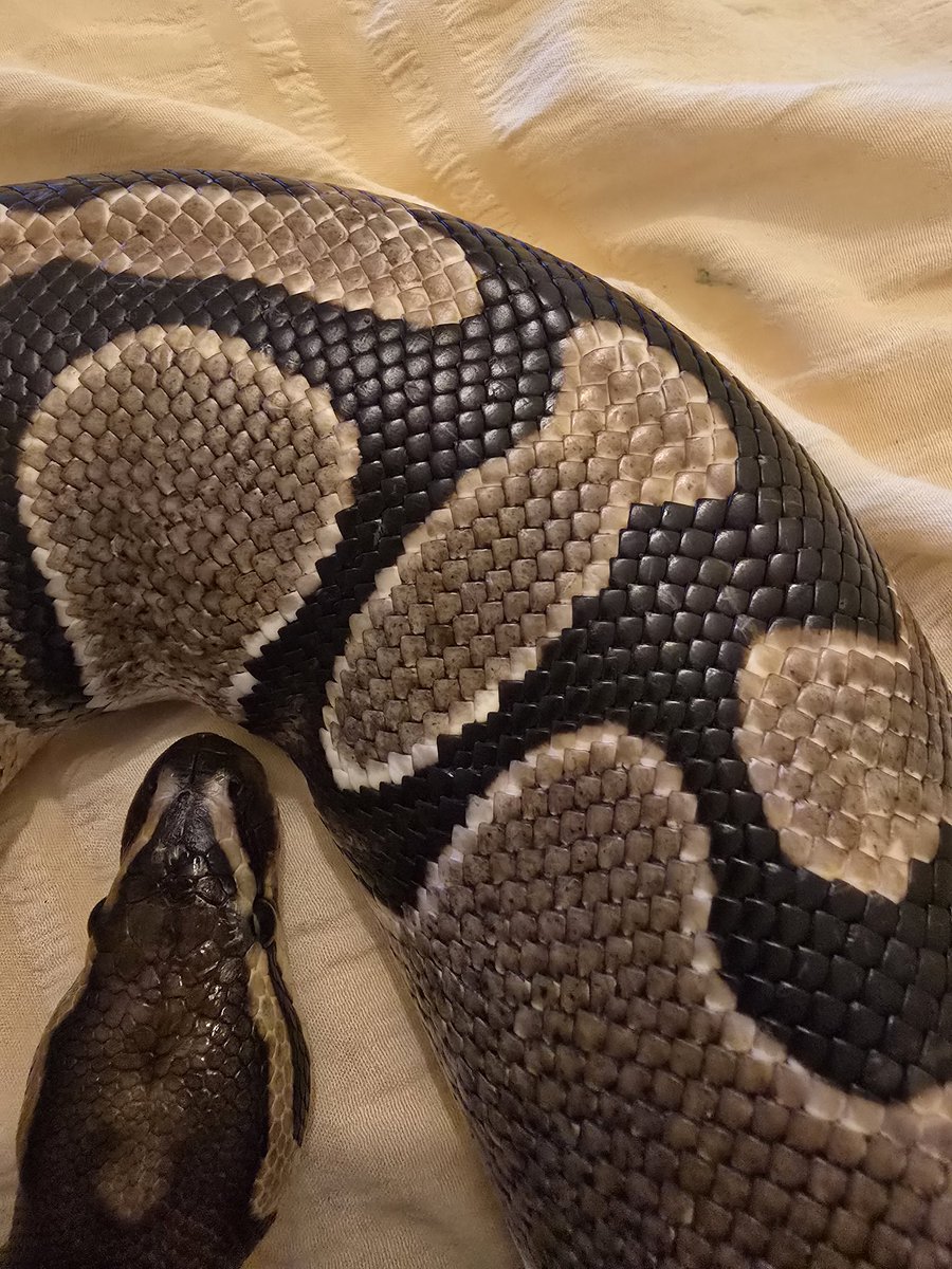 SerpentEmpress_'s tweet image. My snake has a fish pattern on him haha. #snake #ballpython #royalpython #fish