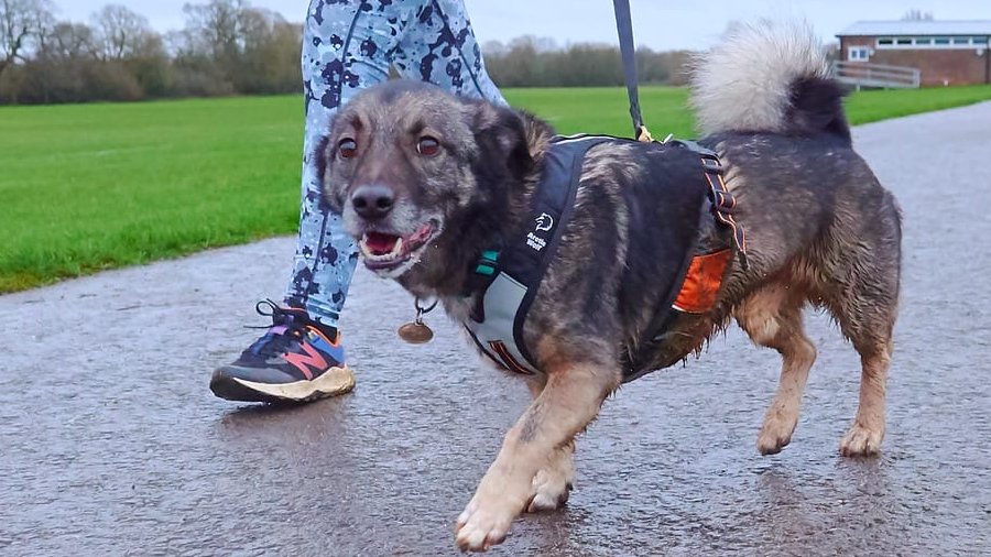 millypod1's tweet photo. DOBBIE HOME SAFE. THANKS FOR RT's ๐๐๐พ
๐22 OCT 2025 #Lost Dobbie #ScanMe
Cross Breed Male
#Eckington #WR10 County: #Pershore #Worcestershire
Ran after scare from fallen over metal sign & spooked further by air balloon. https://t.co/NUrePDyWQ5 https://t.co/QEGmjWb04Z