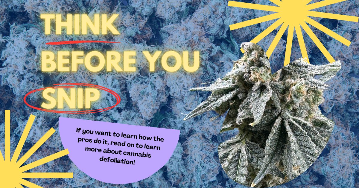 MoscaSeeds's tweet image. Happy Friday!🍃💜🌿
Maximizing Yields with Cannabis Defoliation: A Step-by-Step Guide.🌿🌿CHECK IT OUT! READ MORE HERE: rpb.li/hTdxa

#moscaseeds
#growyourown
#howtogrow
#cannabisseeds
#cannabiseducation
#cannabisgrowers