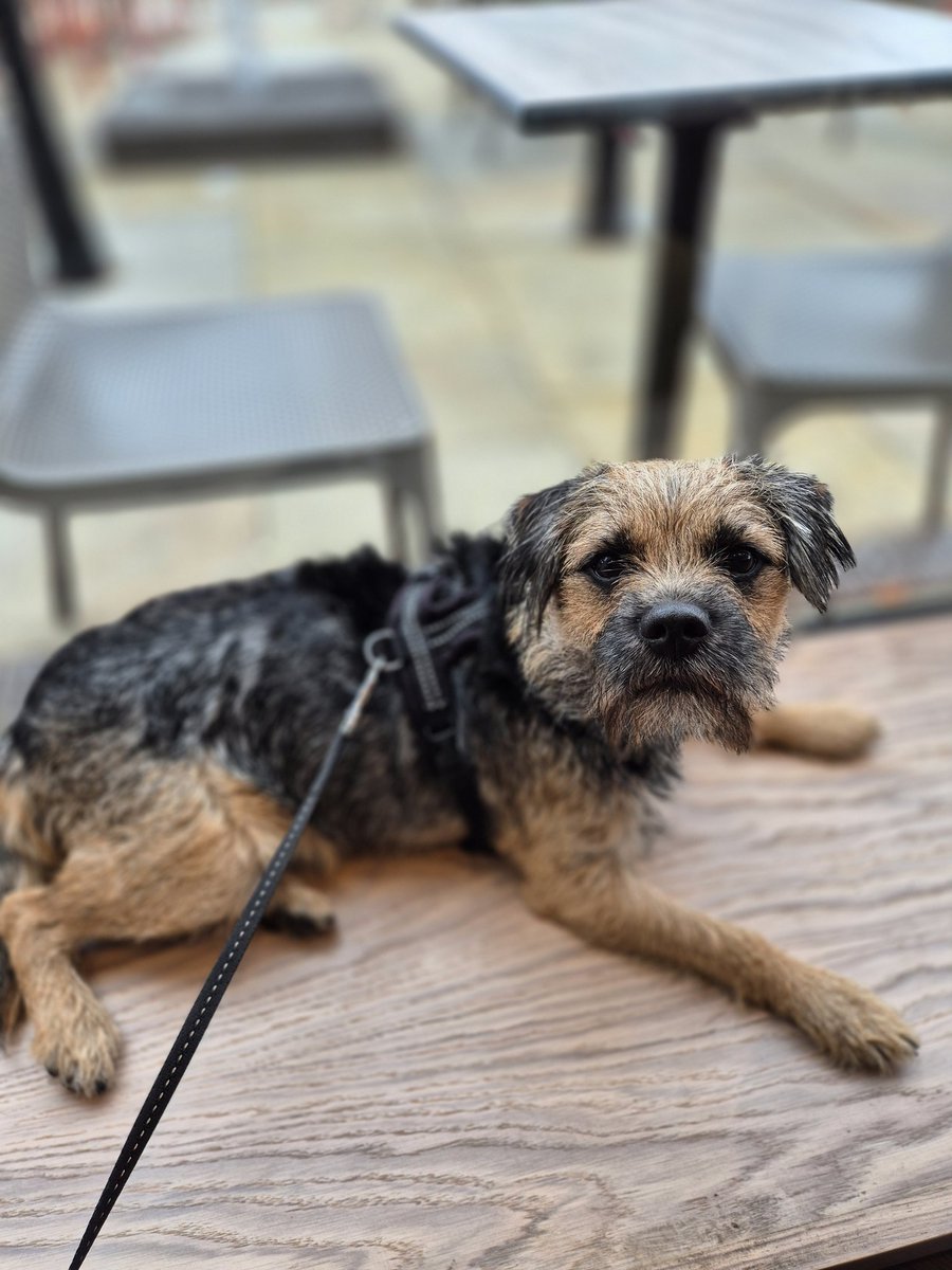 BaxterBooBT's tweet image. The folks have mellowed a bit. Nice river walk and a coffee and treats. #sofagate