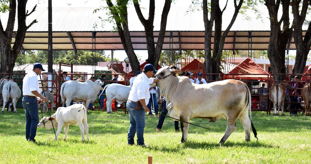 arp_py's tweet image. LA JURA DE ANIMALES DE LA EXPO GUAIRÁ 2025 CERRÓ CON EXCELENTE GENÉTICA BOVINA Y OVINA

Entraron en competencia ejemplares de las razas Brahman, Nelore Astado y Mocho, Dorper, Texel y Hamphire Down.
acortar.link/xzOfUv