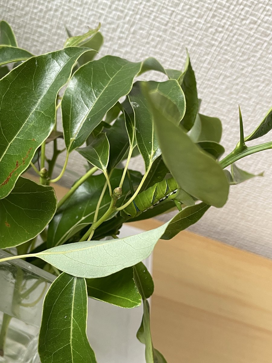 便所虫 トイレに発生する便所虫とは？害虫が発生する原因から駆除する