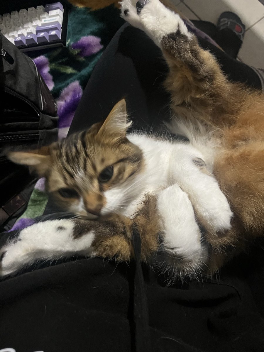 rabbitchowder's tweet photo. my idiot grand kitty n i love him very much https://t.co/FQVQllAU88