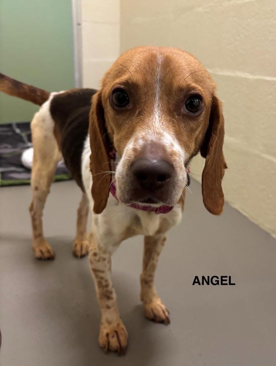 dogs_dc's tweet image. Friday, October 24, 2025
Please🙏🙏 share for: 
Beagle Rescue of Southern Maryland
Waldorf, MD  20604
This adorable little Angel🐾🐾 was left at a vet's office and never reclaimed.  She needs us.  Now she's in a full shelter.  At the time of posting, we don't have an age or…