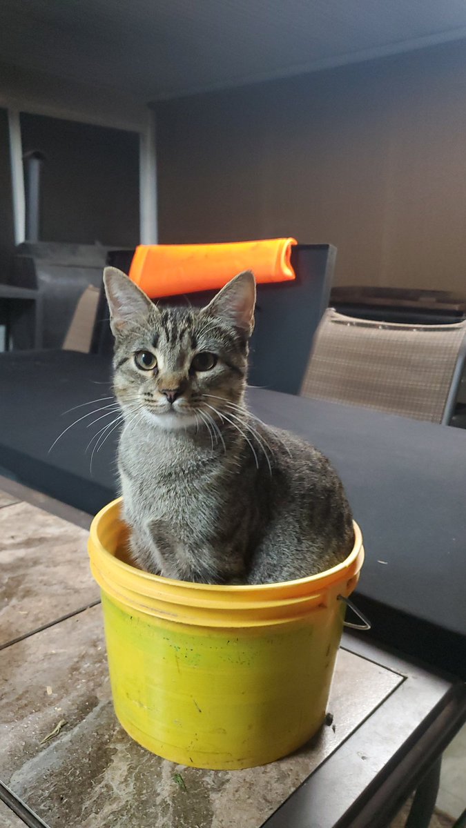 UNature77's tweet photo. @heyshipz And this is my cat sandwich she likes buckets https://t.co/jtndVYMrSv