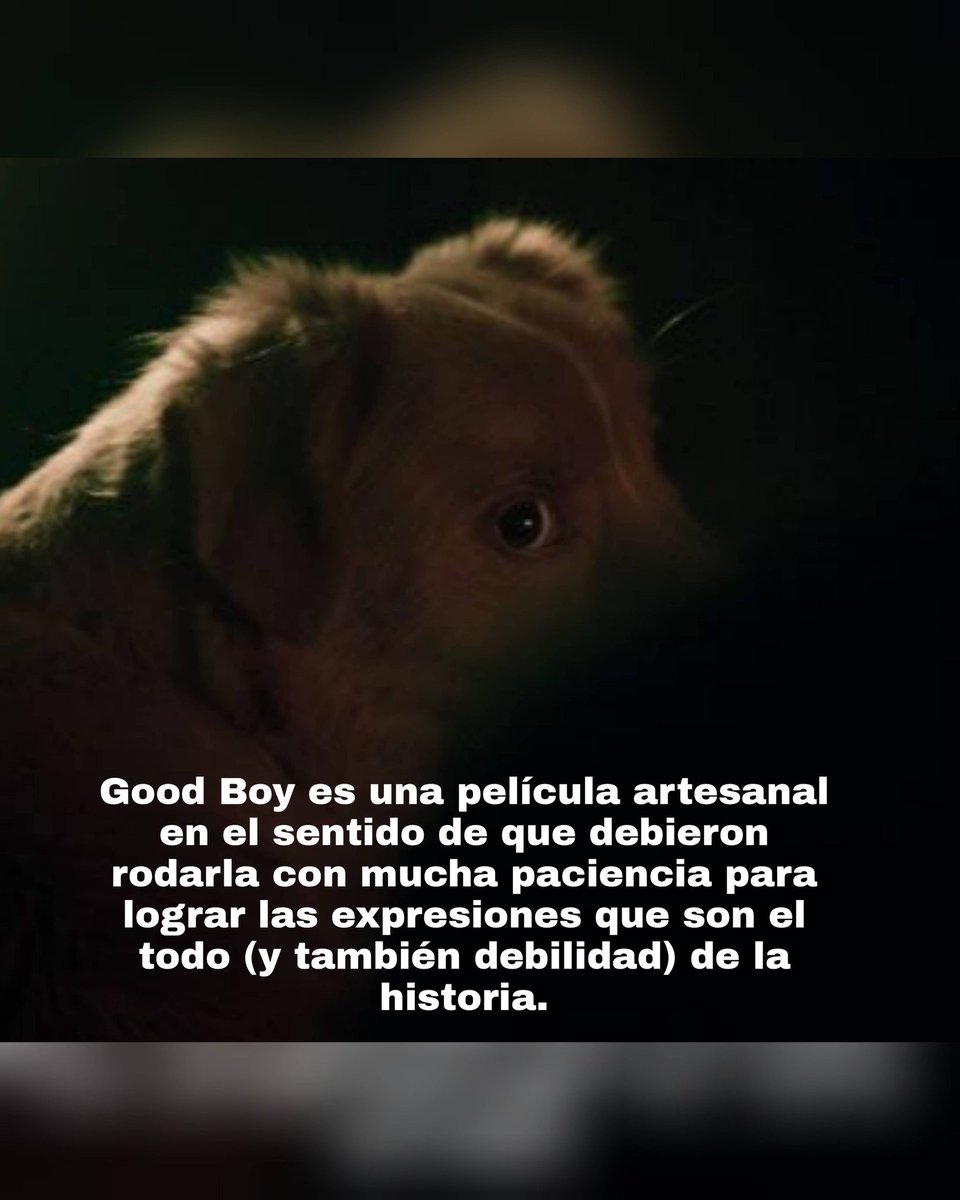 🍿 Si hay cabeza para algo más, déjenme decirles que llegó a salas de #cine #GoodBoy, el terror sobrenatural del que tanto han hablado, protagonizado por la mascota del director. ¿Puede un #perro salvar a su dueño del más allá? 👇🏻

url-shortener.me/7W8U