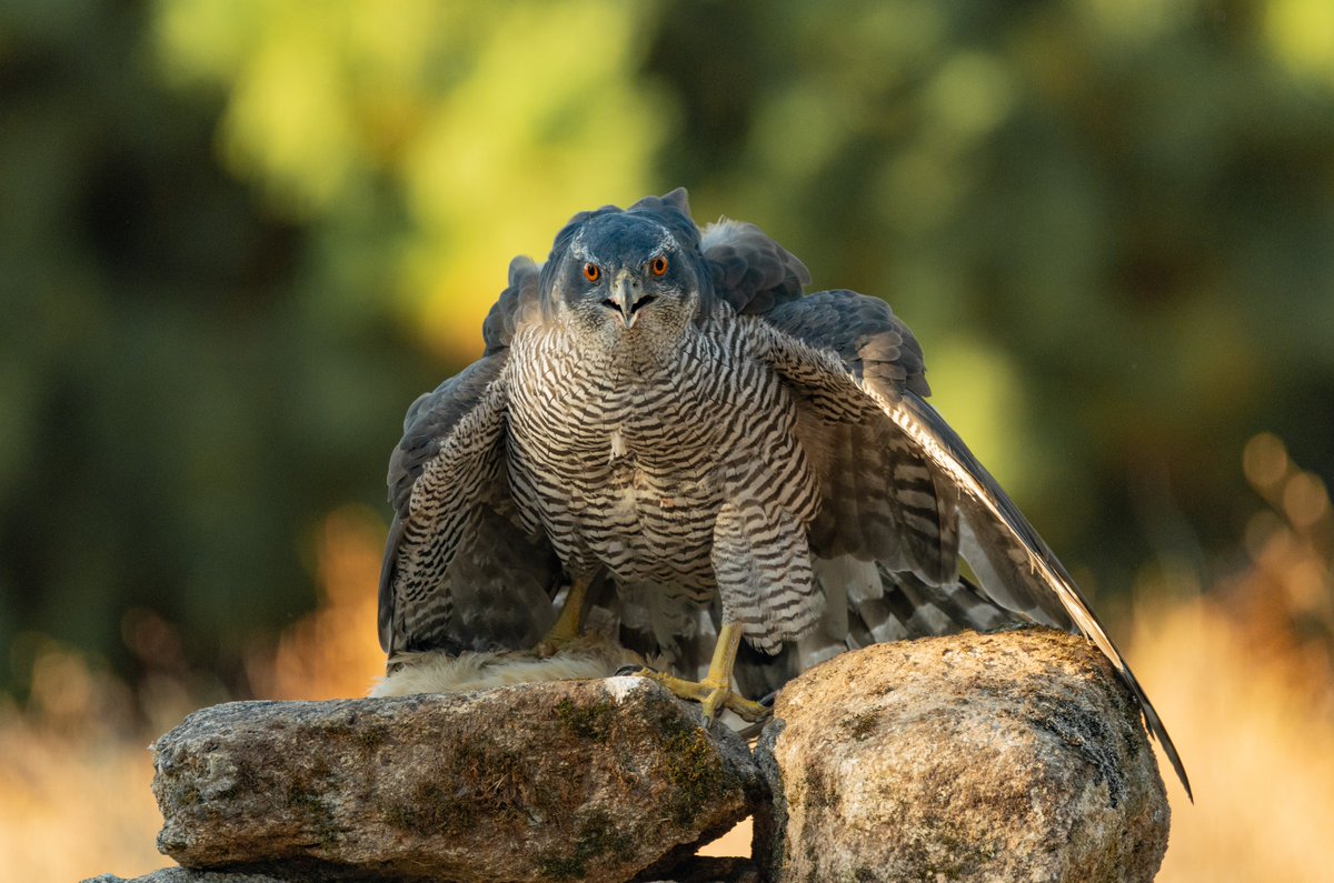 Northern Goshawk - what a beast!