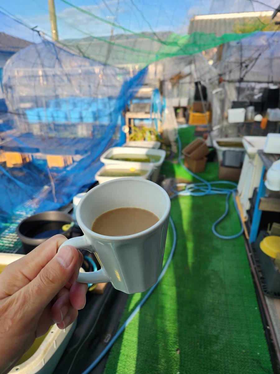 八代めだか on X