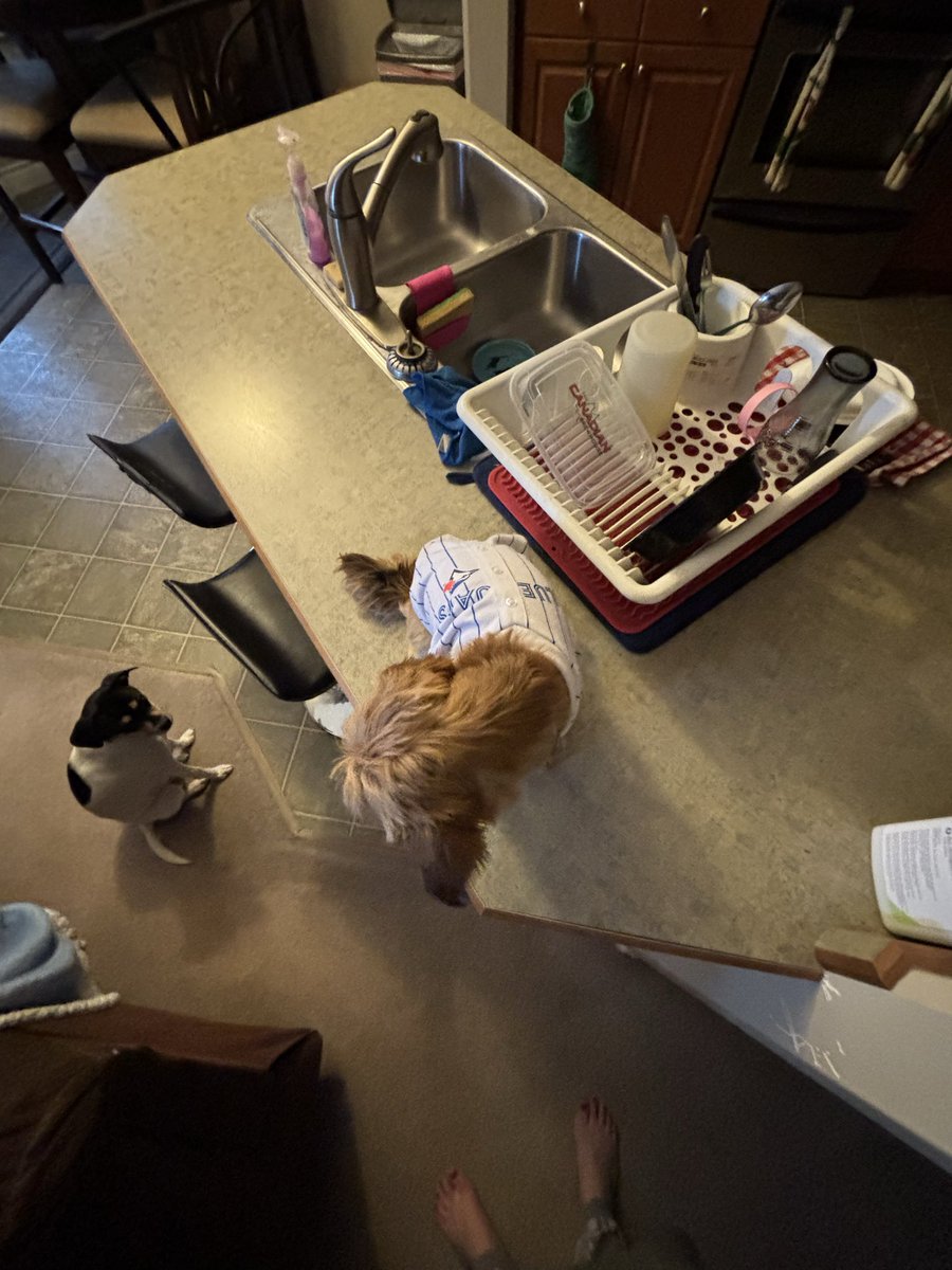 Nugget says let’s go Blue Jays #WANTITALL #WORLDSERIES