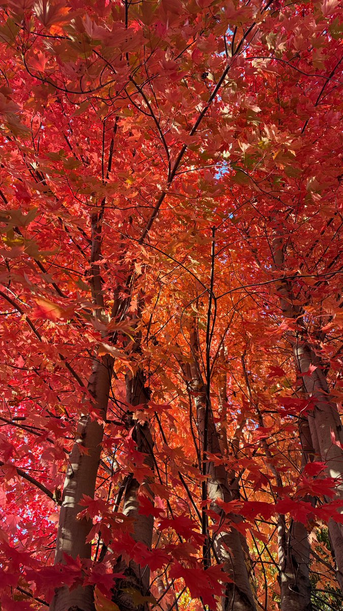 robertnajlis's tweet photo. Fall colors

#autum #colors #autumncolors #fallcolors https://t.co/NX0XLfTMwn
