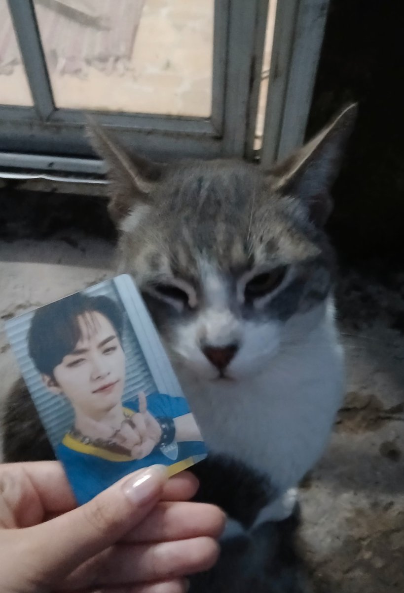 Hanlunita's tweet image. Feliz cumpleaños Linitoo! Acá Miguel te manda buenos deseos gatunos 😽💐
LEE KNOW BORN TO INSPIRE 
#하이하이_오늘은_리노_생일
#PoetryInMotionLeeKnow
#HappyLeeKnowDay