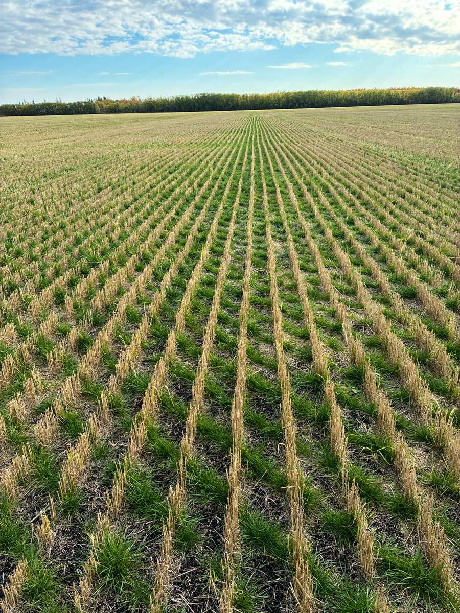 Some #Harvest25 Perennial Ryegrass near Dugald MB starting to gear down for hibernation. Field will see some groceries yet