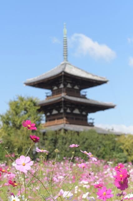 コスモス ギャラリー：アトモスからアディダス オリジナルスの別注「ZX