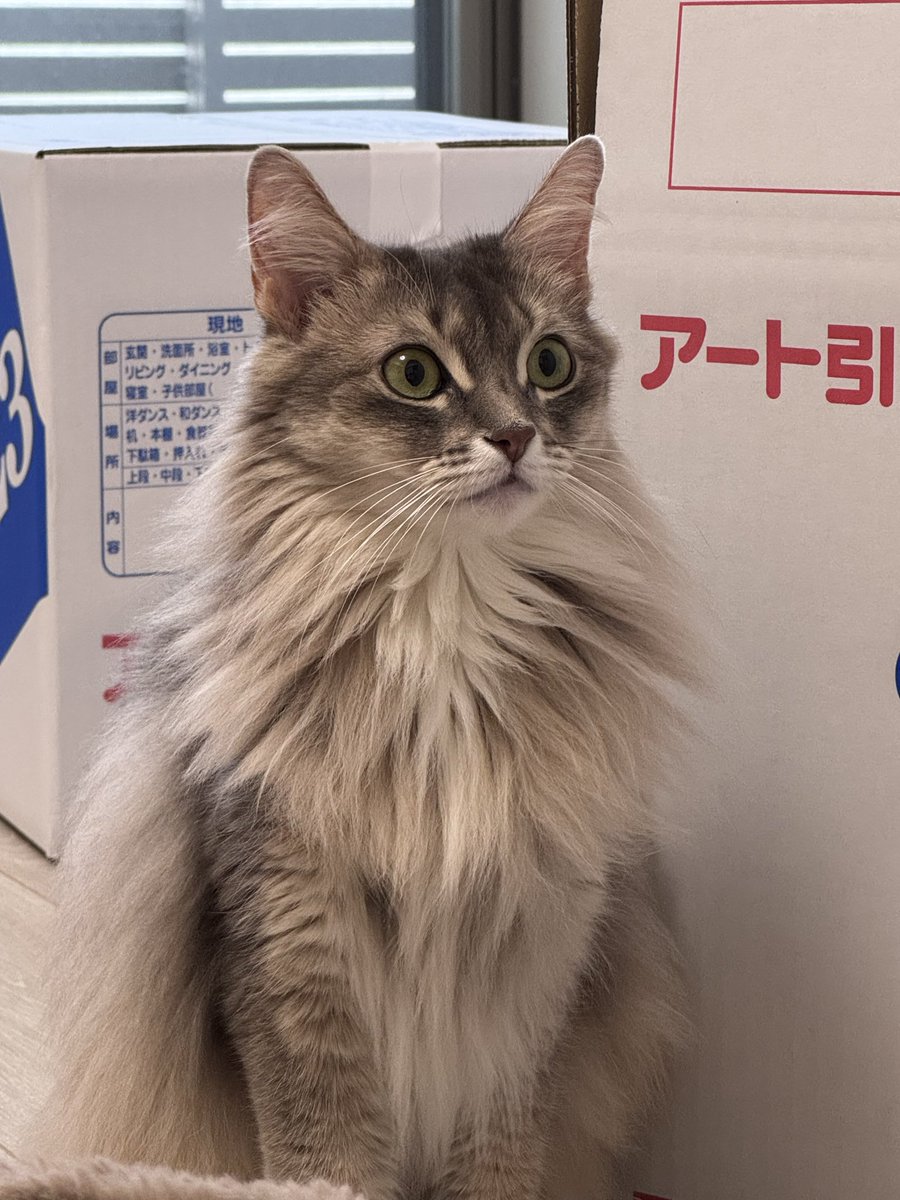 みるくママページ みるく(ママ)🐈🐾 on X