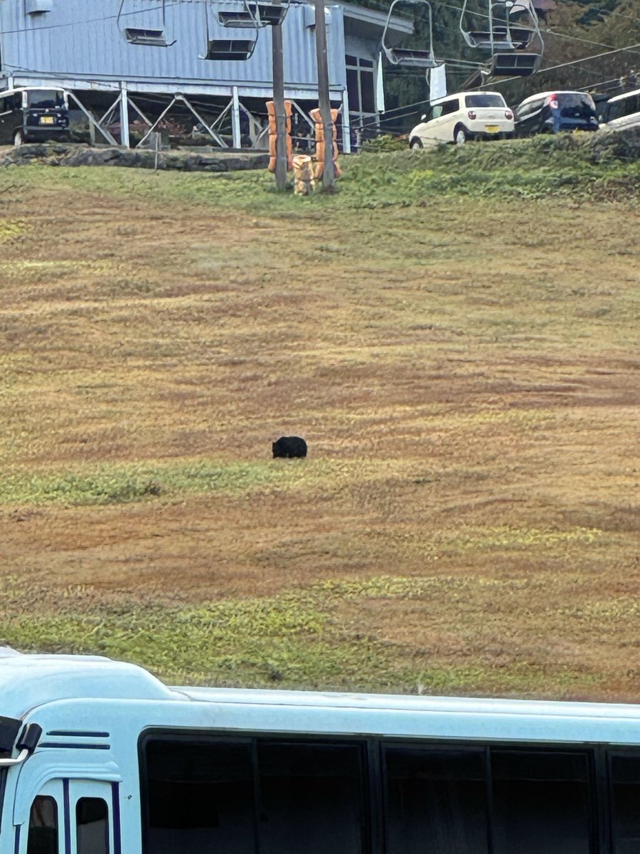 小熊と接触できるバスツアーです
#12期バスツアー