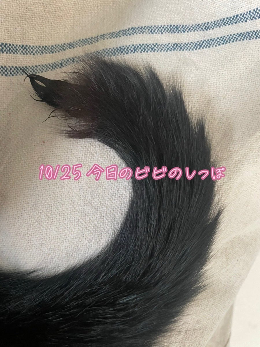 プロフ必読⭐︎TAKA⭐︎aka奔 ᵖᵒサチ₁₂₀₄🐈‍⬛ on X