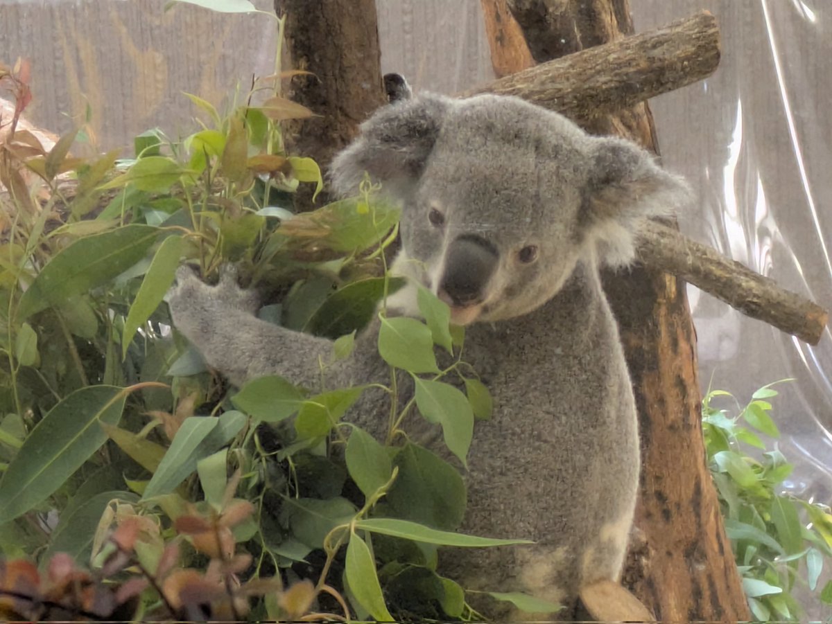 adorno コアラ coala 横浜市立金沢動物園【公式】 on X