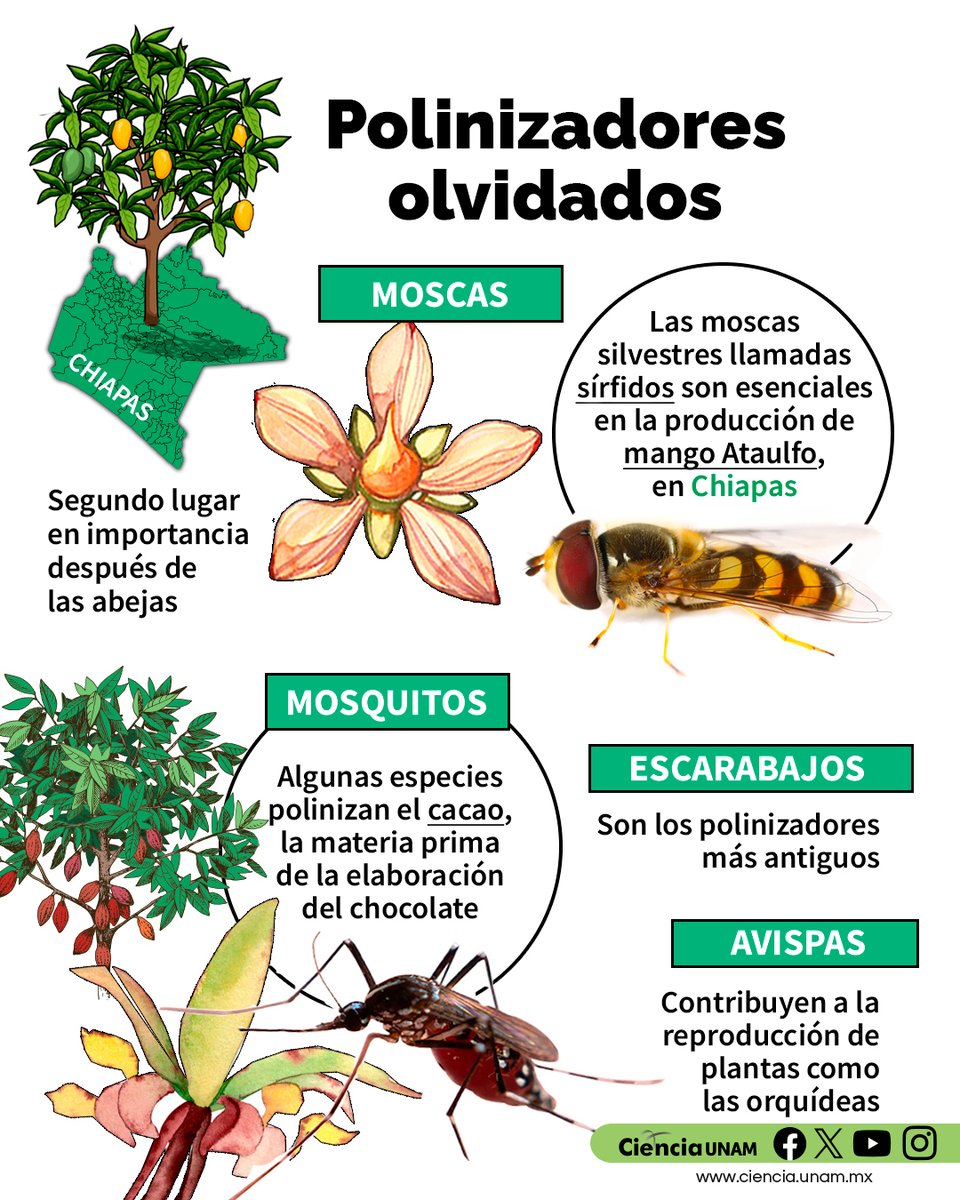 #AmbienteyNaturaleza | Las #abejas son los polinizadores más abundantes. Hoy en #CienciaUNAM te contamos sobre otros polinizadores menos atractivos, pero muy importantes: algunas #moscas y #mosquitos en los cultivos  de #mango y #cacao
bit.ly/3WUkXzb