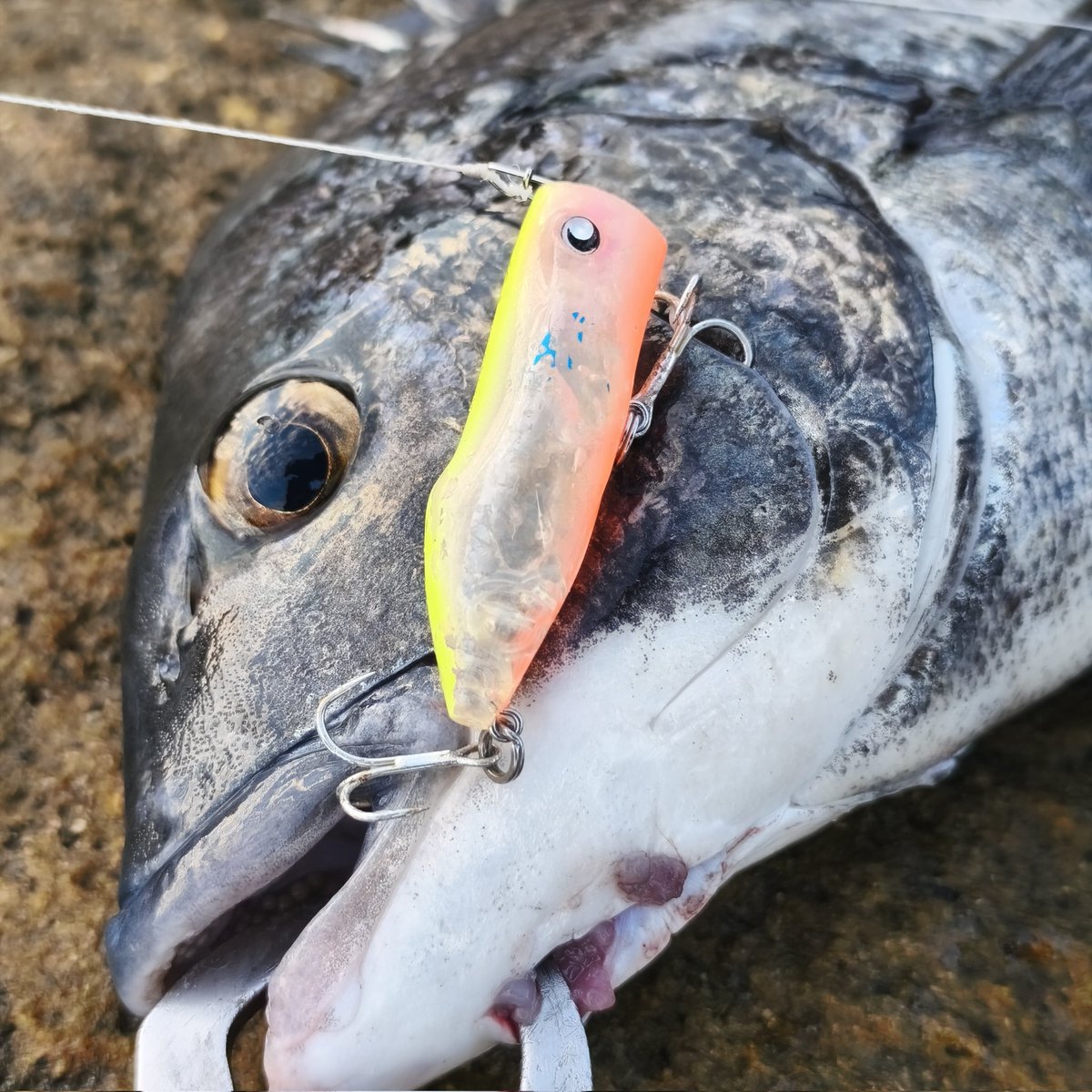 サスケ@大阪湾民 on X