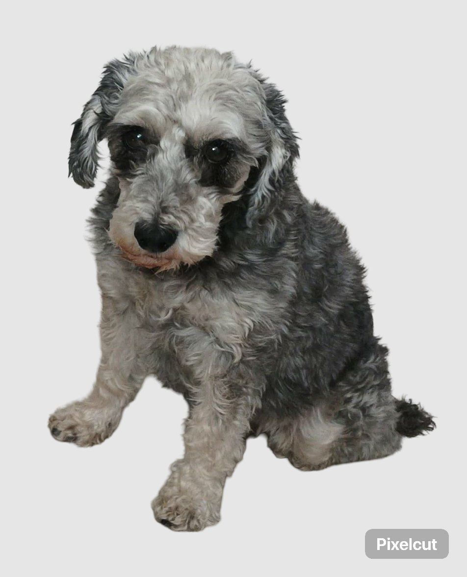 Caruto_2118's tweet image. Sucedió en la Colonia Viaducto Piedad, y puede estar más lejos 😭😭, si la ven por favor deténgala en lo que vamos por ella y ayúdenla a que regrese con su familia, de antemano infinitas gracias por su valiosa ayuda 😔🤝🤝 #PerritaPerdida #SeBusca #CDMX  #Iztacalco #Perdida