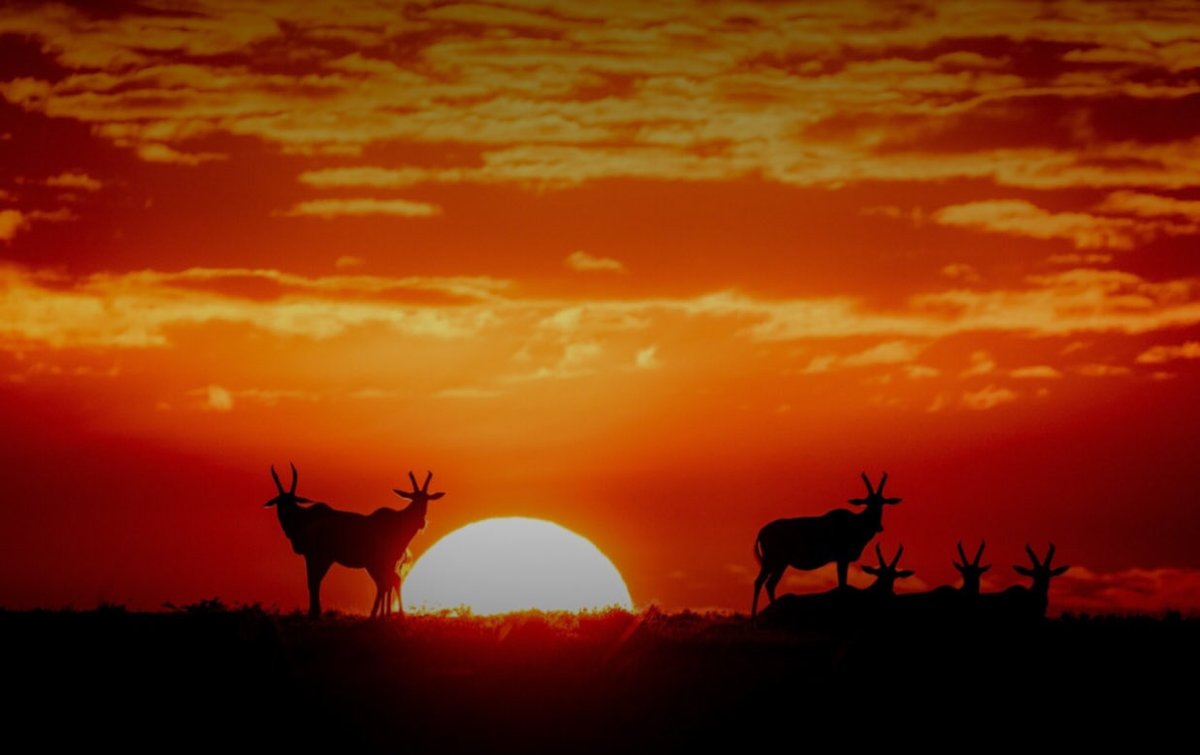 misguided_guide's tweet image. What are you doing in March? 

itineraries.safariportal.app/Magical-Kenya/…