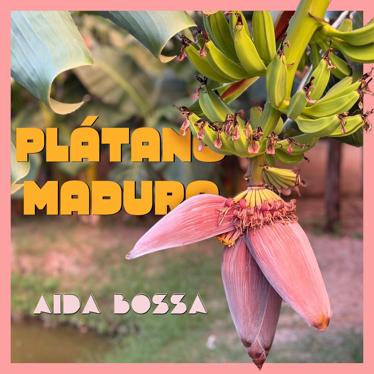 Aida Bossa tweet media