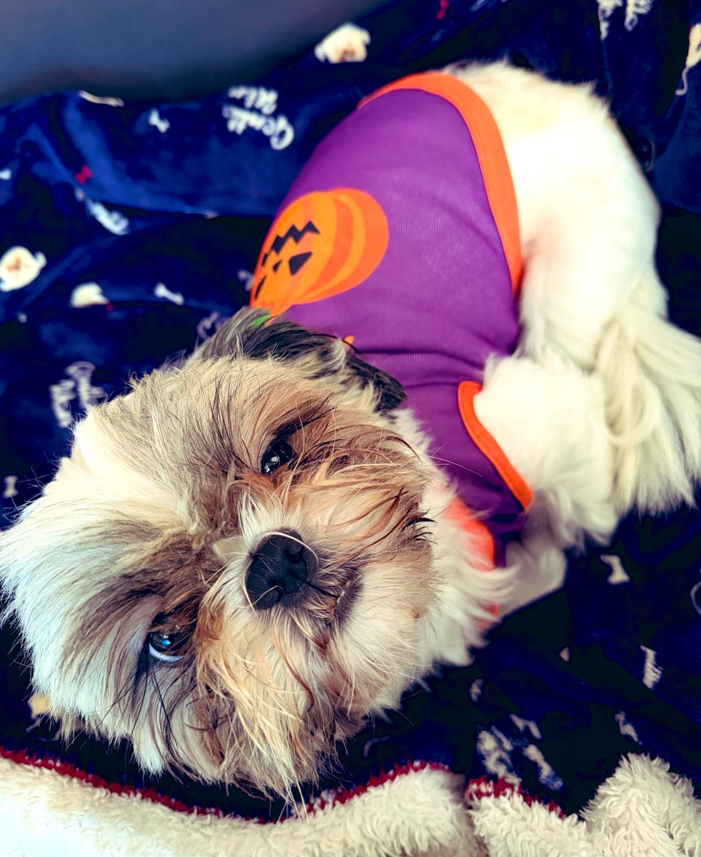 chikihana's tweet image. #今日のわんこ 
#HAPPYHALLOWEEN
☔️やなぁー🥱