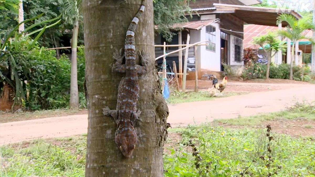 ダーウィンが来た! ダーウィンが来た！ on X