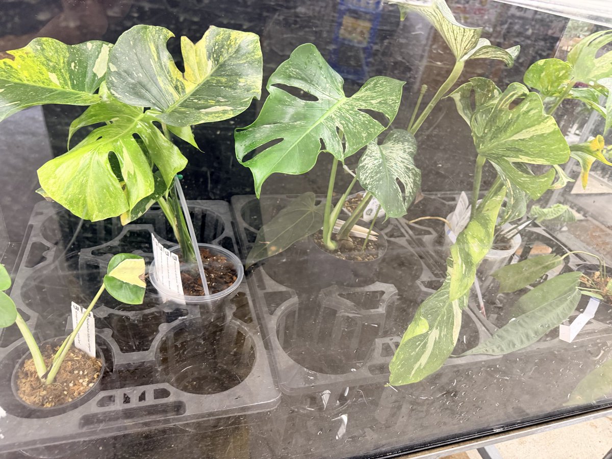 ２７日入荷分⭐️モスコミュール中輪⭐️３株３本立ち中輪黄色各1　⭐️３鉢セット 27日入荷分⭐️モスコミュール中輪⭐️3株3本立ち中輪